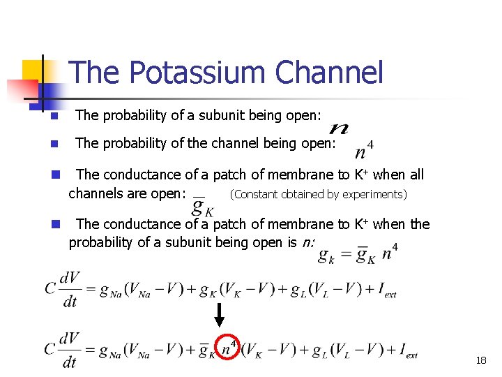 The Potassium Channel n The probability of a subunit being open: n The probability