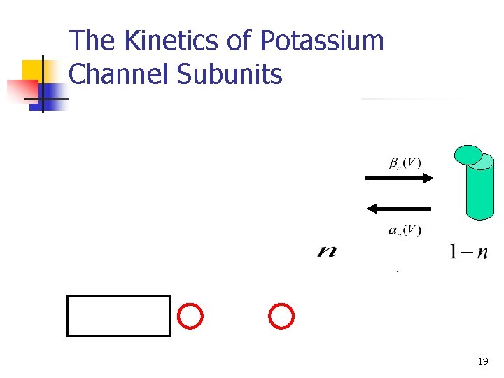 The Kinetics of Potassium Channel Subunits 19 