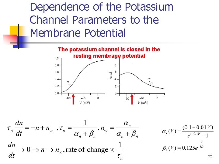 Dependence of the Potassium Channel Parameters to the Membrane Potential The potassium channel is