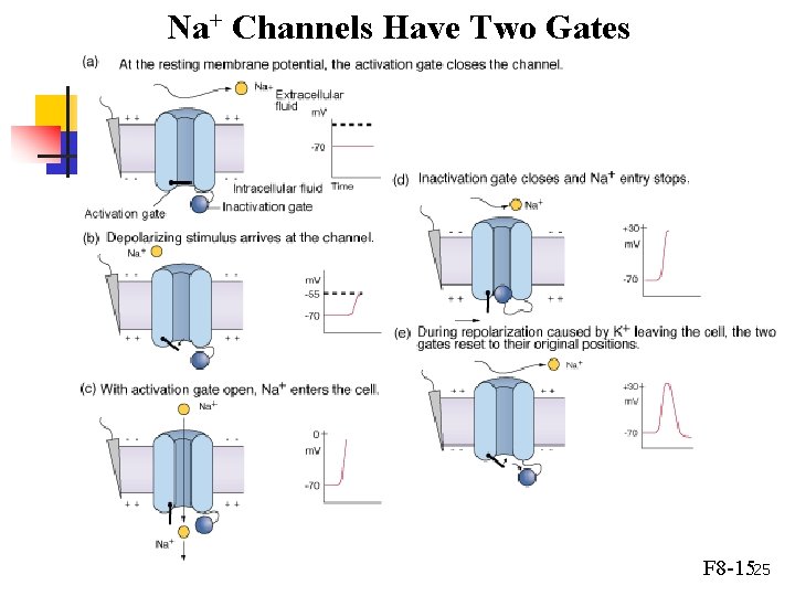 Na+ Channels Have Two Gates F 8 -1525 