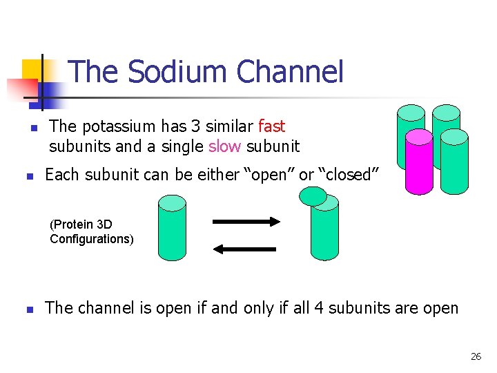 The Sodium Channel n n The potassium has 3 similar fast subunits and a