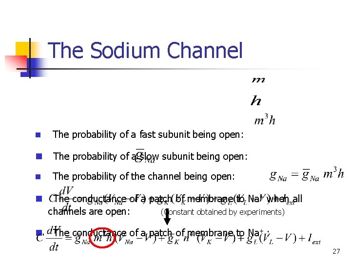 The Sodium Channel n The probability of a fast subunit being open: n The