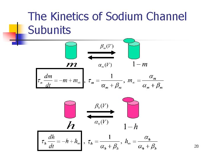 The Kinetics of Sodium Channel Subunits 28 