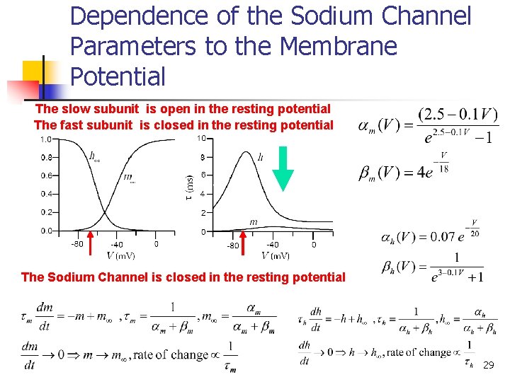 Dependence of the Sodium Channel Parameters to the Membrane Potential The slow subunit is