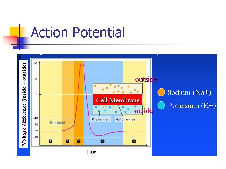 Action Potential 4 