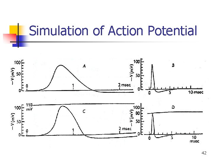 Simulation of Action Potential 42 