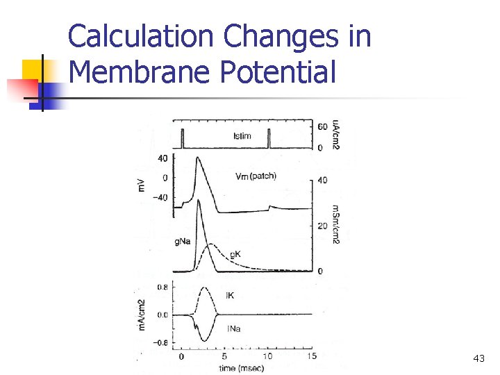 Calculation Changes in Membrane Potential 43 