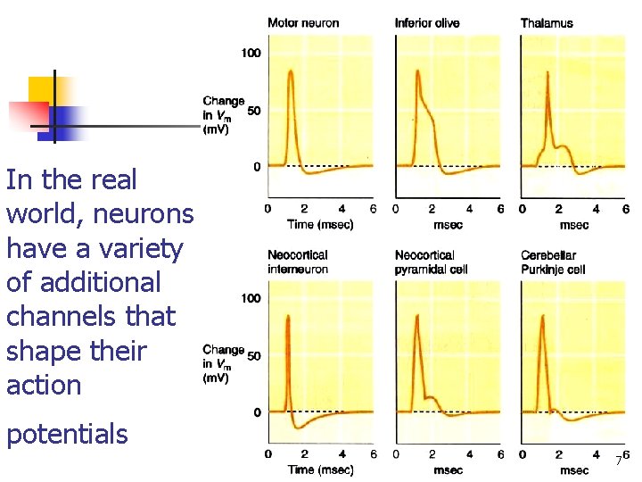 In the real world, neurons have a variety of additional channels that shape their