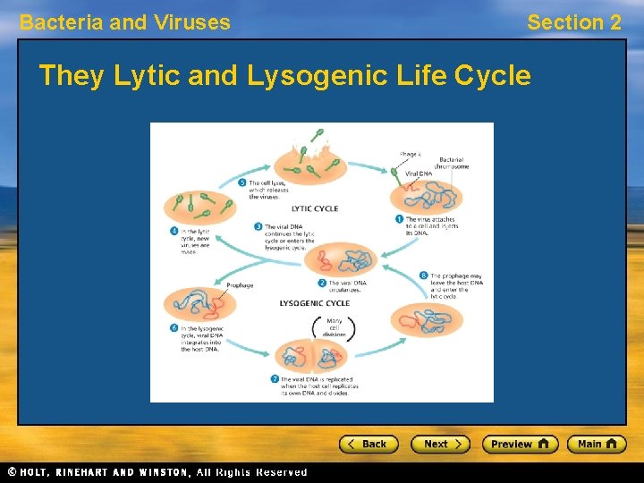 Bacteria and Viruses Section 2 They Lytic and Lysogenic Life Cycle 