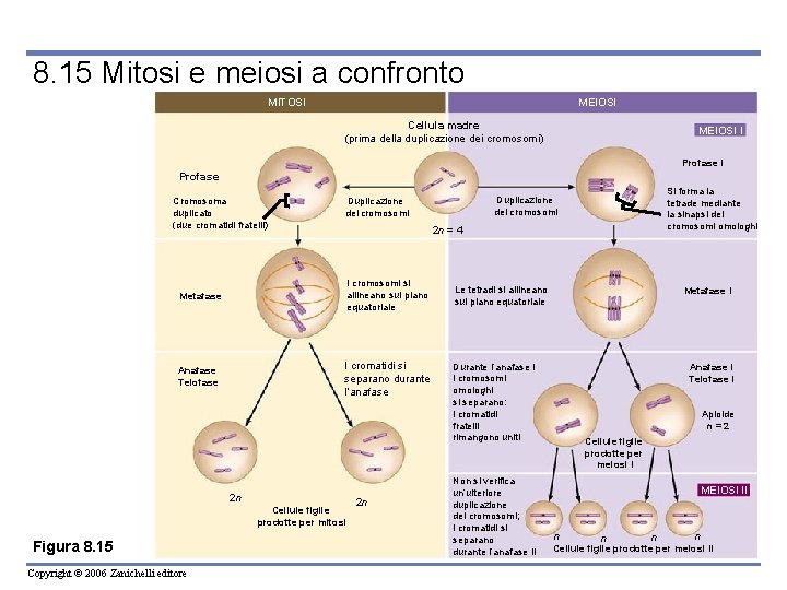 8. 15 Mitosi e meiosi a confronto MITOSI MEIOSI Cellula madre (prima della duplicazione