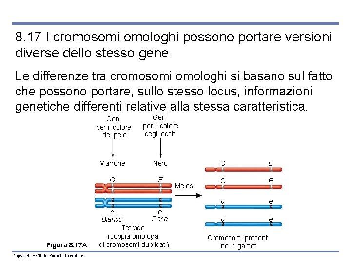 8. 17 I cromosomi omologhi possono portare versioni diverse dello stesso gene Le differenze