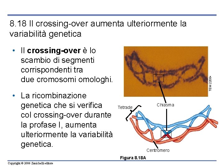 8. 18 Il crossing-over aumenta ulteriormente la variabilità genetica • La ricombinazione genetica che