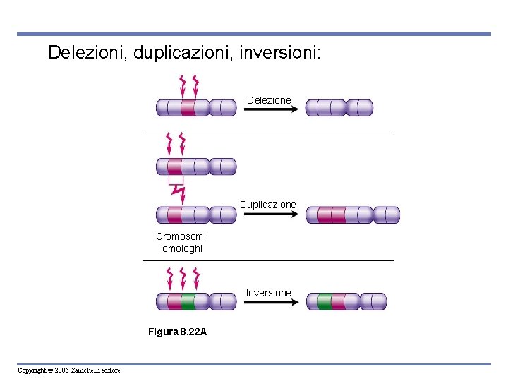 Delezioni, duplicazioni, inversioni: Delezione Duplicazione Cromosomi omologhi Inversione Figura 8. 22 A Copyright ©