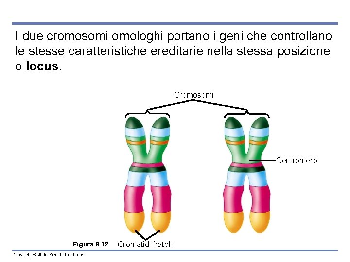 I due cromosomi omologhi portano i geni che controllano le stesse caratteristiche ereditarie nella
