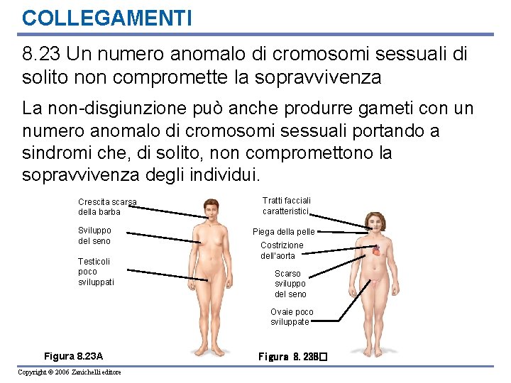 COLLEGAMENTI 8. 23 Un numero anomalo di cromosomi sessuali di solito non compromette la