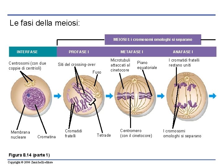 Le fasi della meiosi: MEIOSI I: i cromosomi omologhi si separano INTERFASE Centrosomi (con