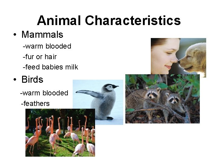 Animal Characteristics • Mammals -warm blooded -fur or hair -feed babies milk • Birds