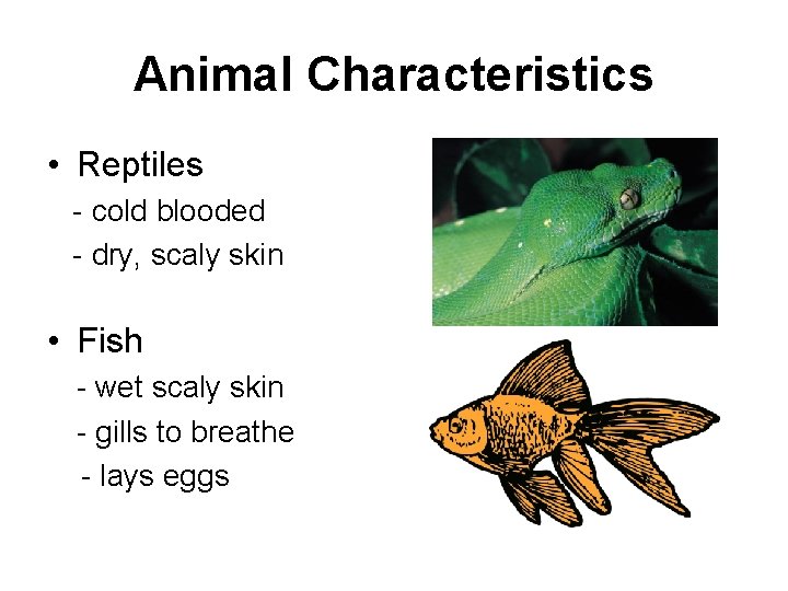 Animal Characteristics • Reptiles - cold blooded - dry, scaly skin • Fish -