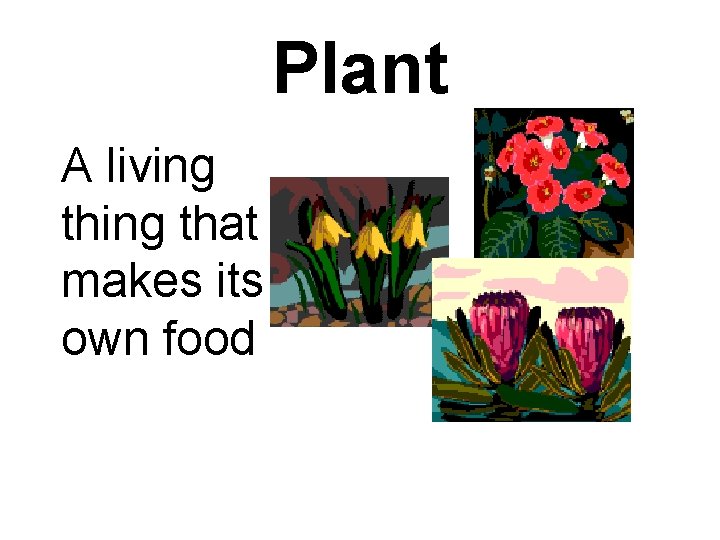 Plant A living that makes its own food 