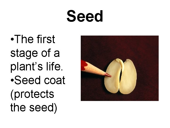 Seed • The first stage of a plant’s life. • Seed coat (protects the