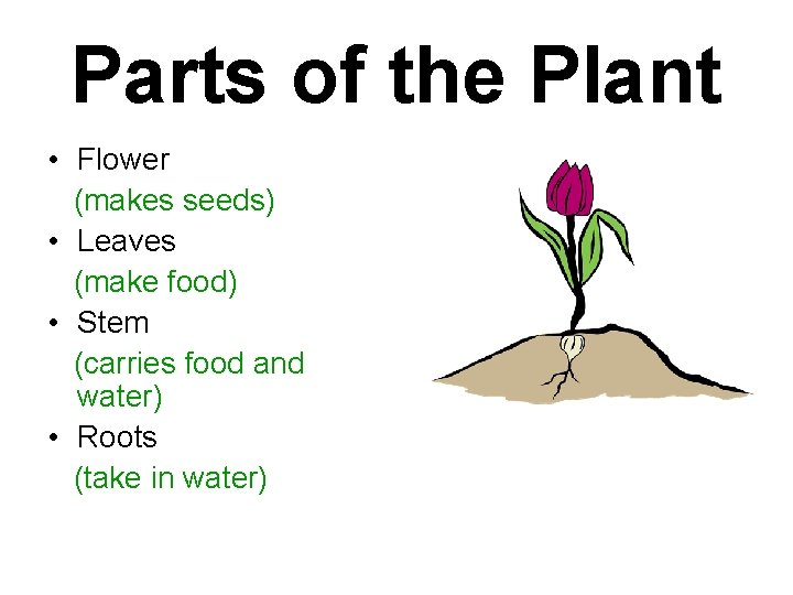 Parts of the Plant • Flower (makes seeds) • Leaves (make food) • Stem