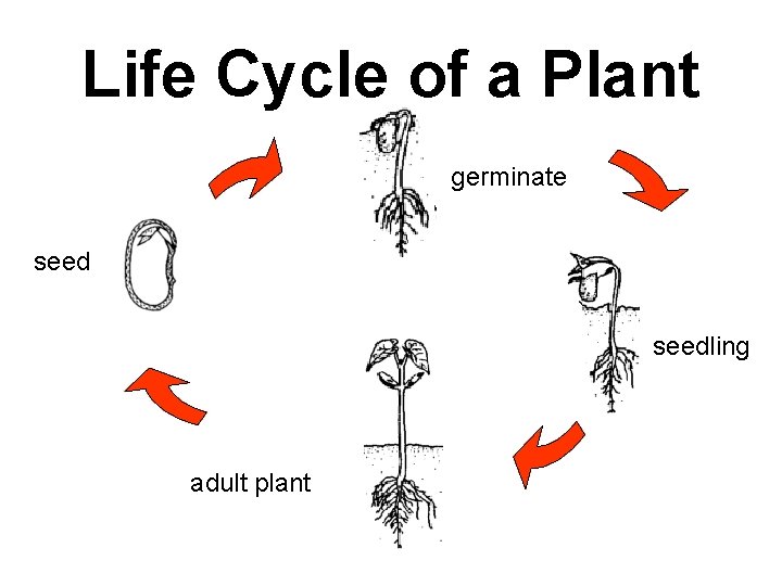 Life Cycle of a Plant germinate seedling adult plant 