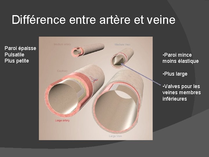 Différence entre artère et veine Paroi épaisse Pulsatile Plus petite • Paroi mince moins