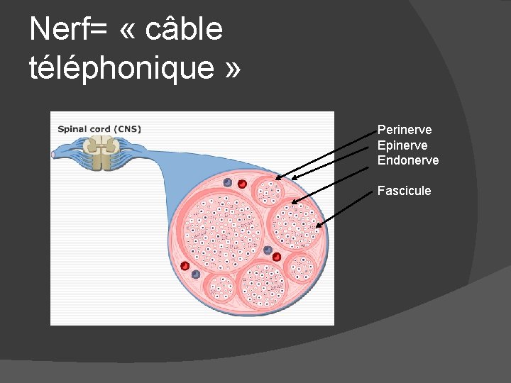 Nerf= « câble téléphonique » Perinerve Epinerve Endonerve Fascicule 