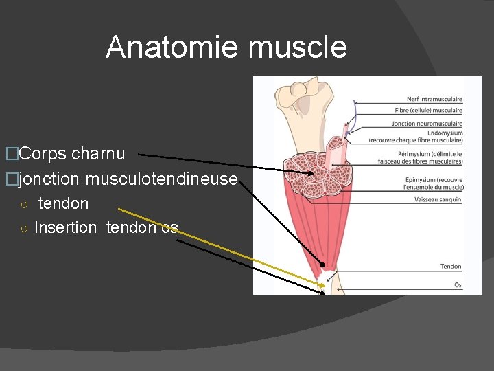 Anatomie muscle �Corps charnu �jonction musculotendineuse ○ tendon ○ Insertion tendon os 