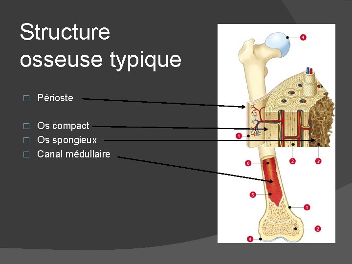 Structure osseuse typique � Périoste Os compact � Os spongieux � Canal médullaire �