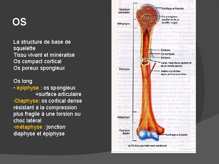 os La structure de base de squelette Tissu vivant et minéralisé Os compact cortical