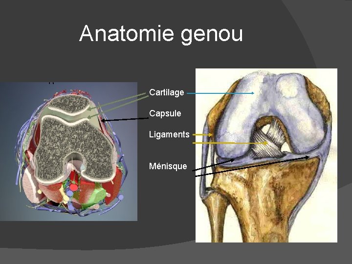 Anatomie genou Cartilage Capsule Ligaments Ménisque 