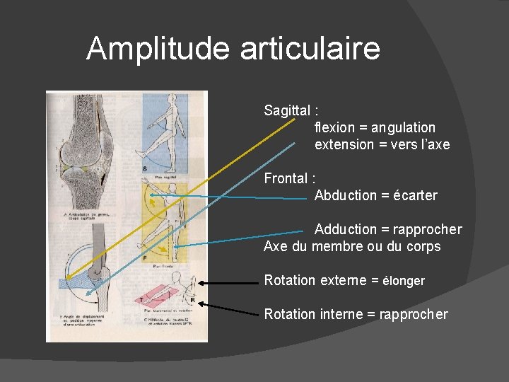 Amplitude articulaire Sagittal : flexion = angulation extension = vers l’axe Frontal : Abduction