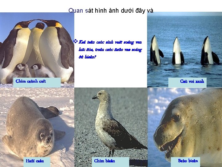 Quan sát hình ảnh dưới đây và v. Keå teân caùc sinh vaät soáng