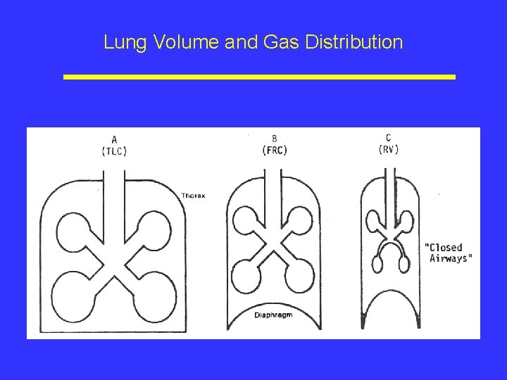 Lung Volume and Gas Distribution 