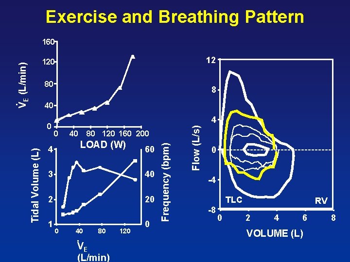 Exercise and Breathing Pattern 160 12 VE (L/min) 120 80 . 8 . 40