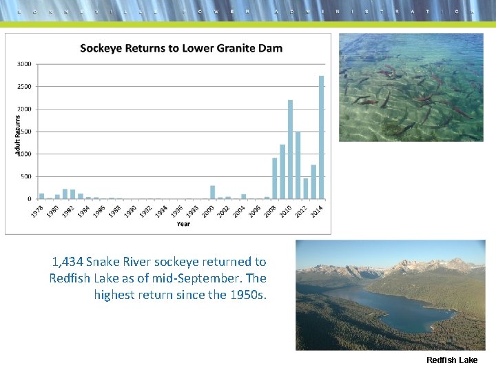1, 434 Snake River sockeye returned to Redfish Lake as of mid-September. The highest