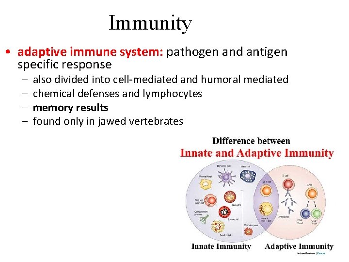Immunity • adaptive immune system: pathogen and antigen specific response – – also divided