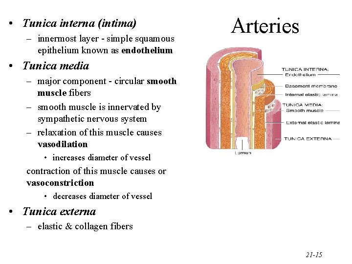  • Tunica interna (intima) – innermost layer - simple squamous epithelium known as