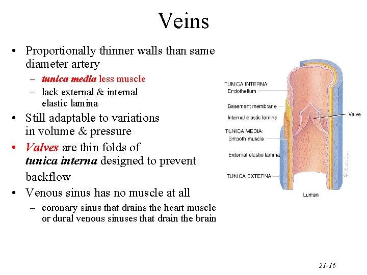 Veins • Proportionally thinner walls than same diameter artery – tunica media less muscle
