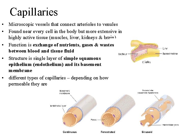 Capillaries • Microscopic vessels that connect arterioles to venules • Found near every cell