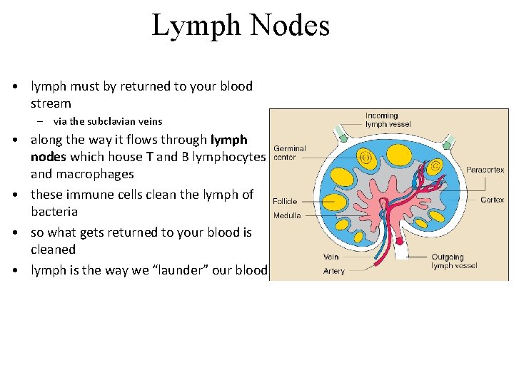 Lymph Nodes • lymph must by returned to your blood stream – via the