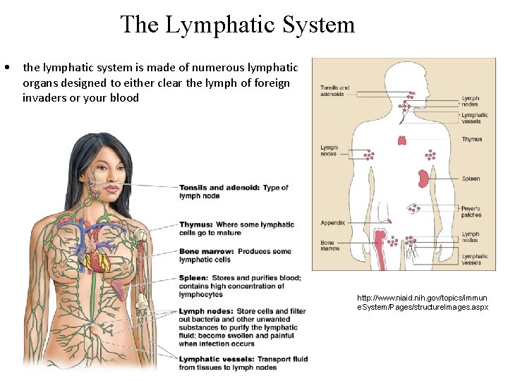 The Lymphatic System • the lymphatic system is made of numerous lymphatic organs designed