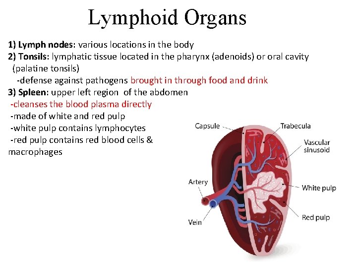 Lymphoid Organs 1) Lymph nodes: various locations in the body 2) Tonsils: lymphatic tissue