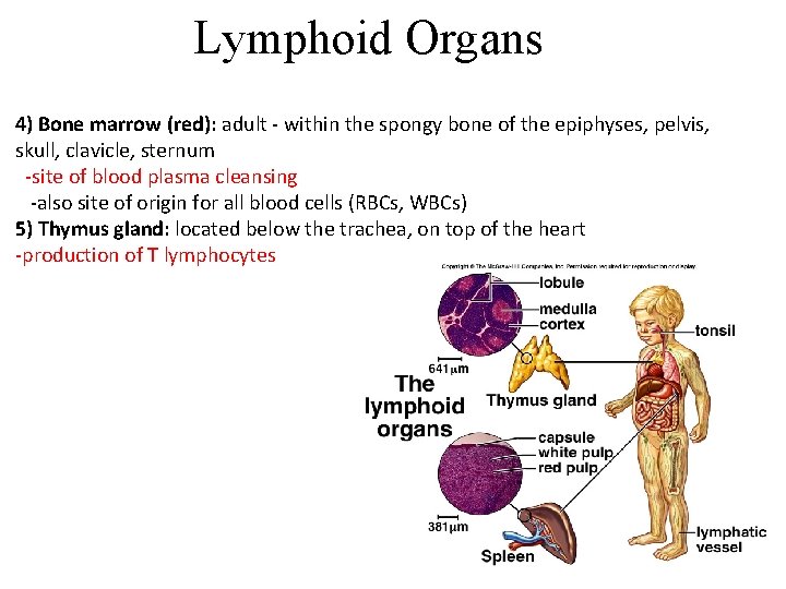 Lymphoid Organs 4) Bone marrow (red): adult - within the spongy bone of the