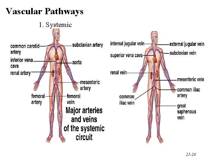Vascular Pathways 1. Systemic 21 -26 