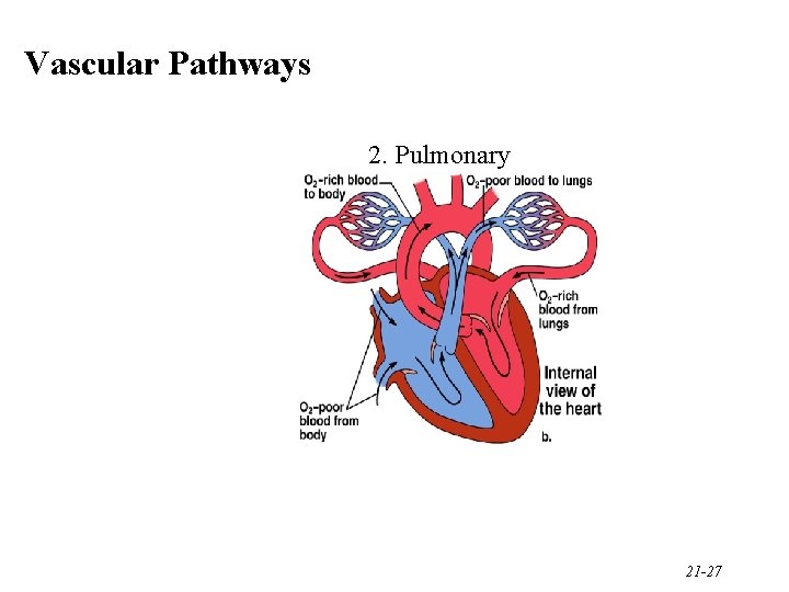Vascular Pathways 2. Pulmonary 21 -27 