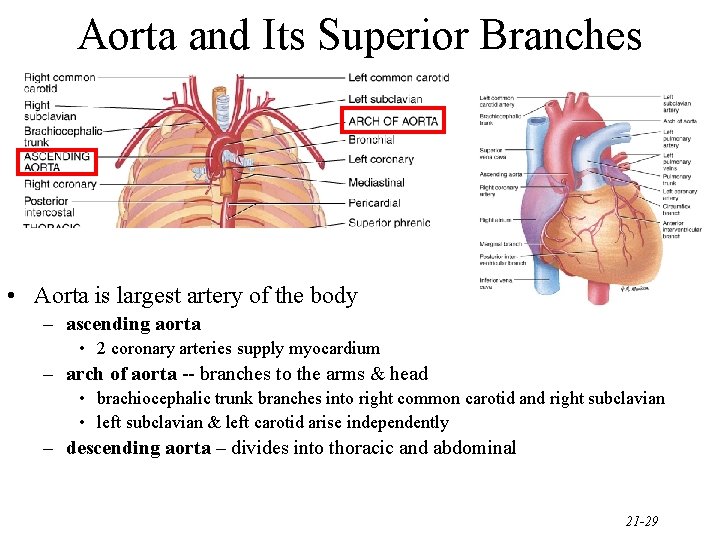 Aorta and Its Superior Branches • Aorta is largest artery of the body –