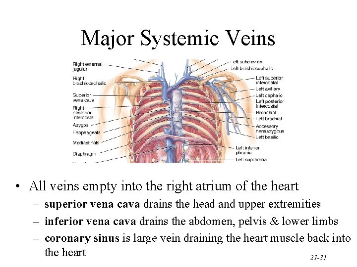 Major Systemic Veins • All veins empty into the right atrium of the heart