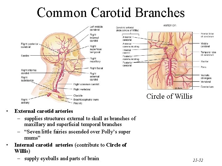 Common Carotid Branches Circle of Willis • • External carotid arteries – supplies structures